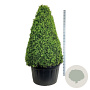 Buxus sempervirens 150-175 cm cont. 285L piramide