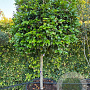 Camellia japonica 12-14 HA container 80-100 100 cm stam