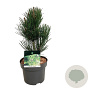 Pinus heldreichii 'Satellit' 30-40 cm 4,5L