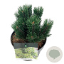 Pinus mugo 'Limerick' 15-20 cm