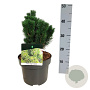 Pinus mugo 'Limerick' 20-25 cm