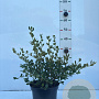 Ceanothus griseus 'Yankee Point' 30-40 cm 5,0L