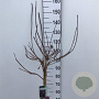 Cotinus 'Grace' 90 cm stam 7,5L