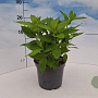 Hydrangea pan. Little Spooky 30-40 cm 3,0L