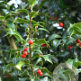Ilex aquipernyi Dragon Lady 60-80 cm met kluit