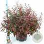 Leucothoe keiskei Burning Love 40-50 cm 15L
