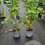 Parrotia persica 'Vanessa' 40-60 cm 3,0L