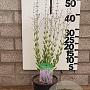 Perovskia atripl. 'Little Spire' 30-40 cm 2,0L