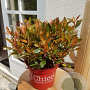 Photinia fraseri Chico 25-30 cm 5,0L