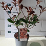 Photinia fraseri 'Red Robin' GM C3