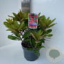 Rhododendron (Y) 'Bohl Roter Stern' 30-40 cm 5,0L
