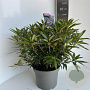 Rhododendron (AP) 'Graziella' 40-50 cm 5,0L