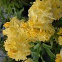 Rhododendron (AK) 'Wryneck' 40-50 cm 5,0L