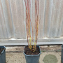 Cornus sericea 'Kelseyi' 30-40 cm 2,0L