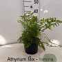 Athyrium filix-femina 25-30 cm 2,0L