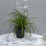 Carex morrowii GM 2,0L