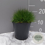 Festuca gautieri GM 2,0L