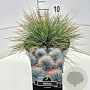 Festuca glauca 'Elijah Blue' 25-30 cm 10L