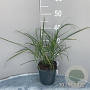 Miscanthus sinensis GM 2,0L