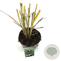 Panicum virgatum 'Northwind' GM 2,0L