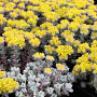 Sedum spathulifolium 'Cape Blanco' GM 2,0L