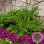 Juniperus media 'Mint Julep' 30-40 cm 3,0L