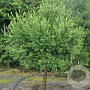Larix decidua 'Kórnik' 120 cm stam 7,5L