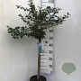 Prunus incisa 'Kojou-no-mai' 60 cm stam 5,0L