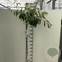 Prunus 'Kiku-shidare-zakura' 150 cm stam 10L