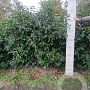 Prunus lusitanica 175-200 cm met kluit