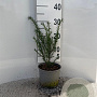 Taxus baccata 20-25 cm 2,0L
