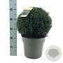 Taxus baccata 35 cm 10L bol