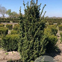 Taxus media 'Hicksii' 120-140 cm met kluit