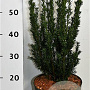 Taxus media 'Hillii' 60-70 cm 5,0L