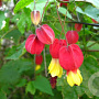 Abutilon megapotamicum 175-200 cm 20L 3 stok