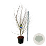 Acer Arctic Jade 200-225 cm cont. 55L extra