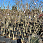 Albizia julibrissin GM 25L meerstammig
