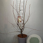 Amelanchier lamarckii 60-80 cm 4,0L