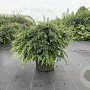 Berberis frikartii 'Amstelveen' 80-100 cm 20L breed