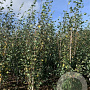 Betula utilis 'Doorenbos' 250-300 cm draadkluit 3 stam