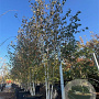 Betula utilis 'Doorenbos' 300-350 cm cont. 110L