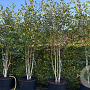 Betula utilis 'Doorenbos' 300-350 cm cont. 160L meerstammig