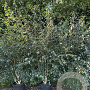 Betula utilis 'Doorenbos' 350-400 cm cont. 110L