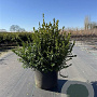 Buxus micr. 'Faulkner' 40-60 cm 20L