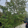 Chionanthus retusus 400-450 cm container solitair