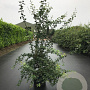 Crataegus monogyna 150-200 cm 20L