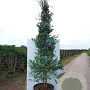 Eucalyptus gunnii 200-250 cm 20L