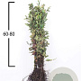 Fagus sylvatica 60-80 cm wortelgoed