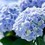 Hydrangea macrophylla 'Magical Evolution Blue' 50-60 cm 20L