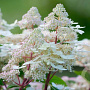 Hydrangea paniculata 'Early Harry' 100-125 cm 35L